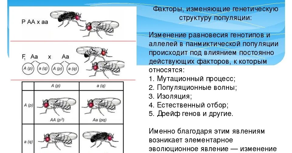 Таблица сравнения нормальных и мутантных форм дрозофил. Генетические процессы популяции. Частота аллелей в популяции. Изменение генотипа в популяции. Эволюция это изменение частот аллелей в популяции.