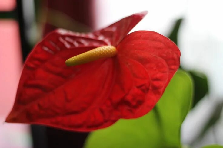 Антуриум Андре Белиза Anthurium andraeanum Beliza 60/17 - комнатное растение куп