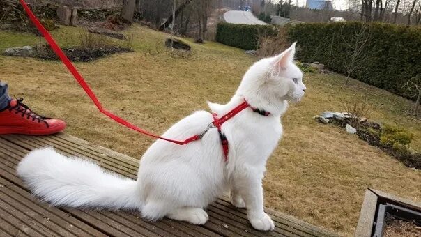 Explore the Outdoors: Leash Training Your Cat - Kittens Whiskers Cats and kitten