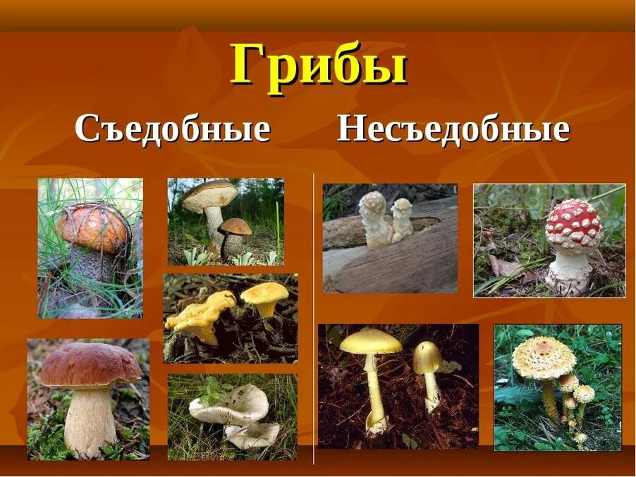 Название несъедобных