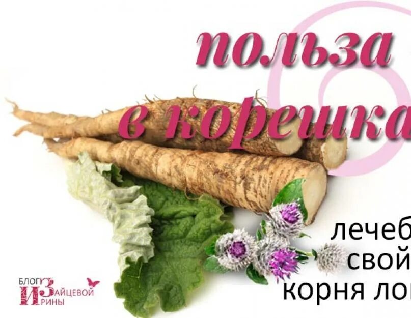 Корень лопуха лечебное применение. Лопух корень. Корень лопуха полезные. Лечебные свойства корня лопуха полезные. Лечебные свойства лопуха корня лопуха.