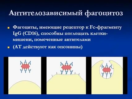 6 к фагоцитозу способны