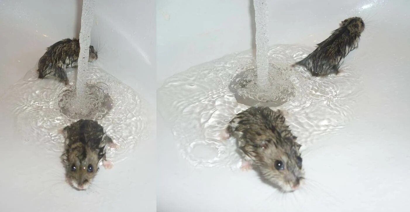 Хомячок моется. Хомяк купается. Хомячок купается. Хомяк моется. Можно мыть мышей