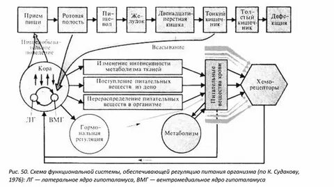 Физиология схема
