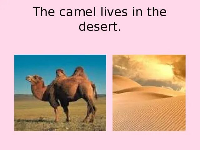 The camel was very thirsty. Camels Live in the Forests. Camel Life. How the Camel got his hump. The Pythons Live in the Rainforest the Camels Live in the Desert.