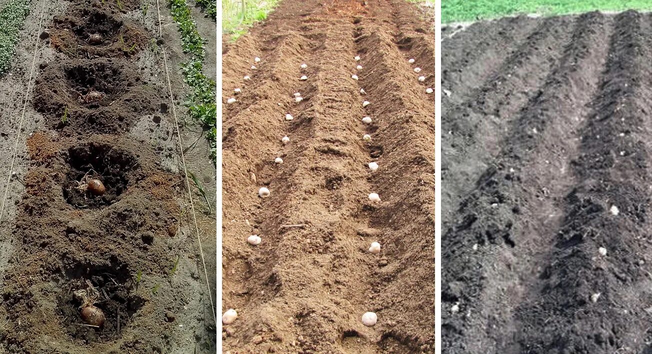 Почва для посадки картофеля весной. Способы посадки картофеля. Посадка картофеля весной в открытый грунт. Глубина борозды для посадки картофеля. Посадка картофеля в борозды.