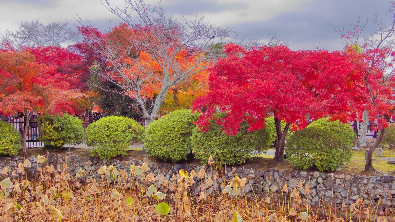Японские клены Момидзи. Красные клены в Японии. Японский клен Гиннала листья. Клен японский красный.