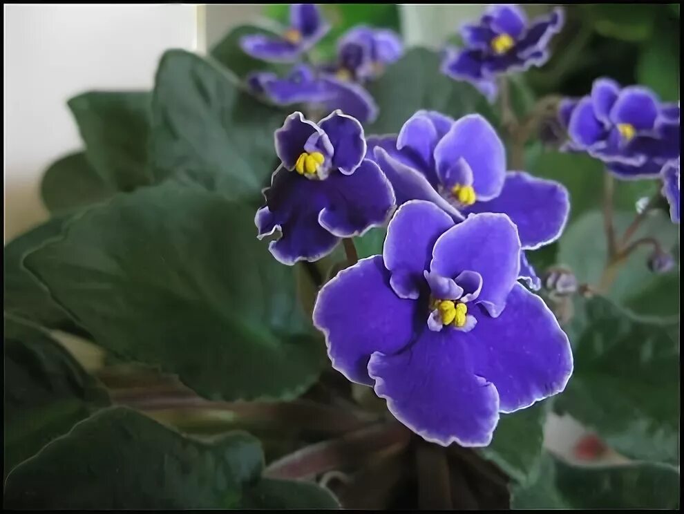 Вайолет значение