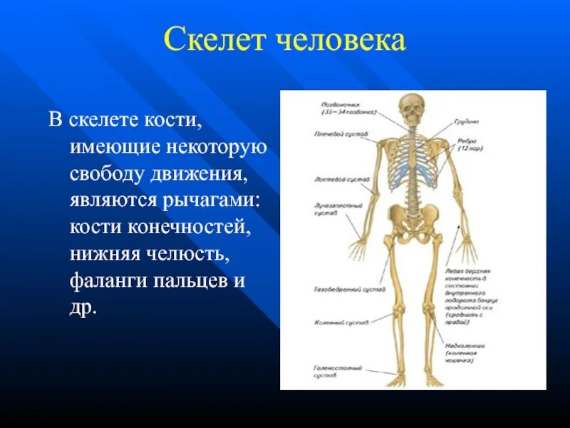 Кости скелета человека. Основные кости скелета человека. Кости скелета детей гибкие. Парной костью являются