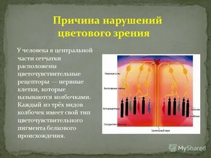 Пигмент колбочек