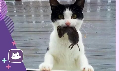 Принеси кота