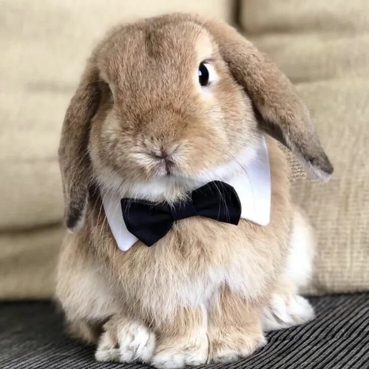 Красивые животные. Poor bunny baby bunny. Валакас кроль. Bunnies very. Милые кролики.