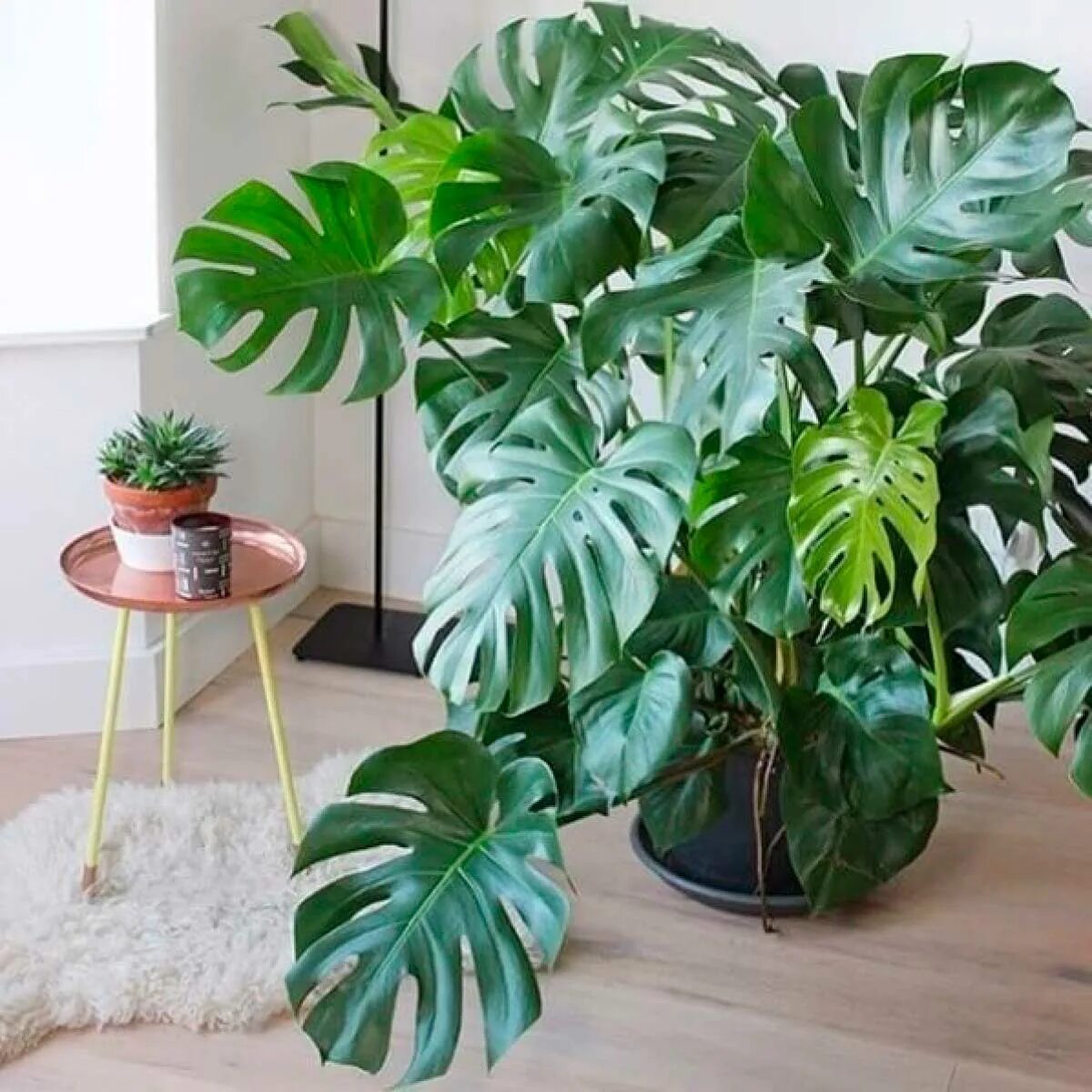 Монстера Делициоза (Monstera deliciosa). Монстера крупнолистная.