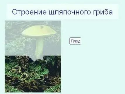 Шляпочные грибы водоросли