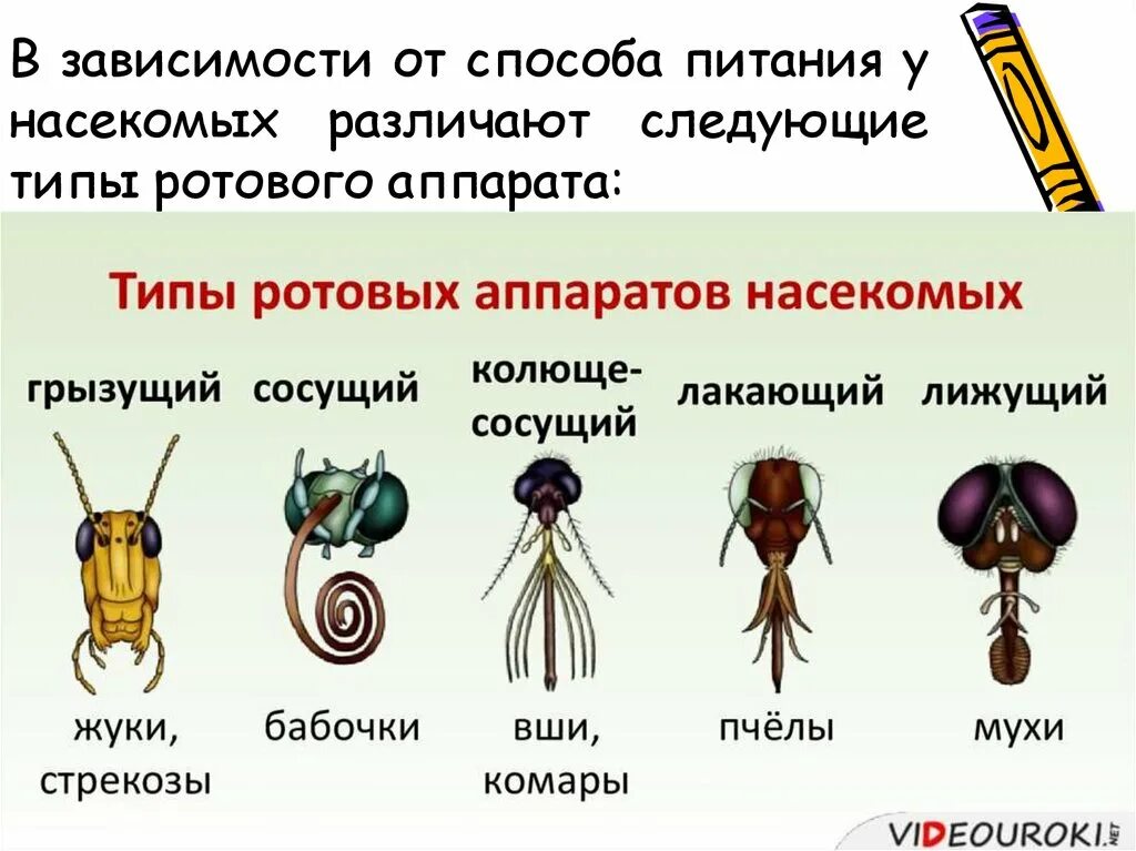 Какой тип питания характерен для клопа. Типы ротовых аппаратов и конечностей насекомых. Ротовые аппараты членистоногих. Ротовой аппарат членистоногих таблица. Типы ротовых органов насекомых таблица.