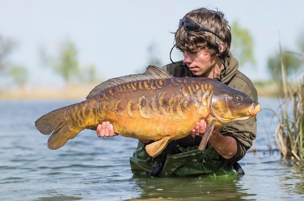 карпы обычные. зеркальный карп костлявая?. карп костлявый. карп виды фото. карп костлявый.