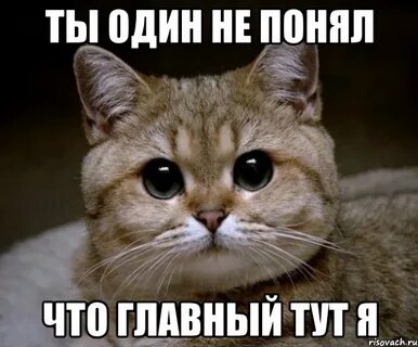 Я человек я тут главный