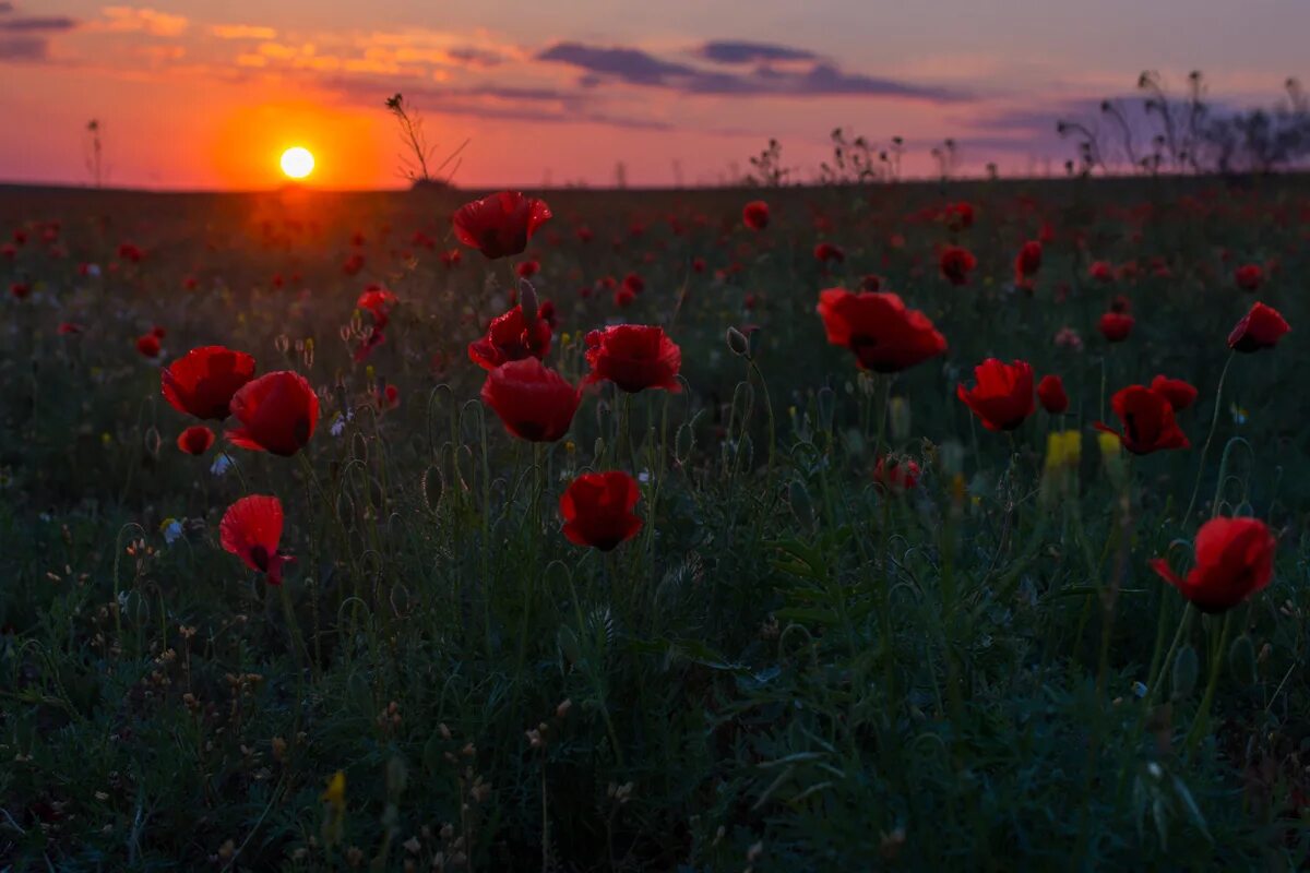 Мак ростовская степь. Мак самосейка поляна. Степные маки астрахань. Маки в степи. Степные маки астрахань.