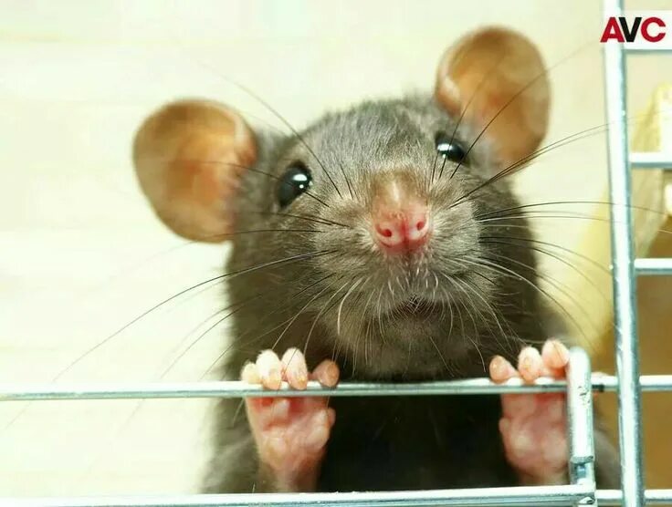 Rat hacking