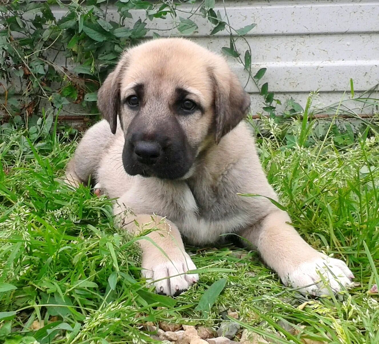 Кангал кангальская овчарка. Анатолийская овчарка кангал. Турецкий волкодав кангал. Турецкий волкодав кангал. Турецкий кангал аслан.
