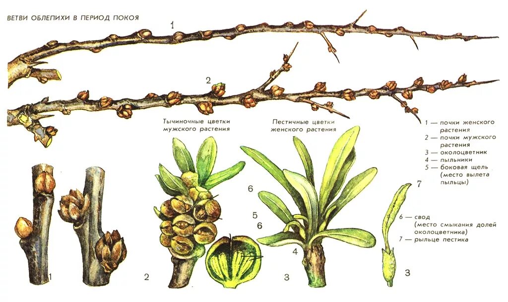 Мужское и женское Деверо облепихи. Облепиха мужское и женское дерево. Побеги облепихи. Отличие мужских и женских растений облепихи. Облепиха как отличить