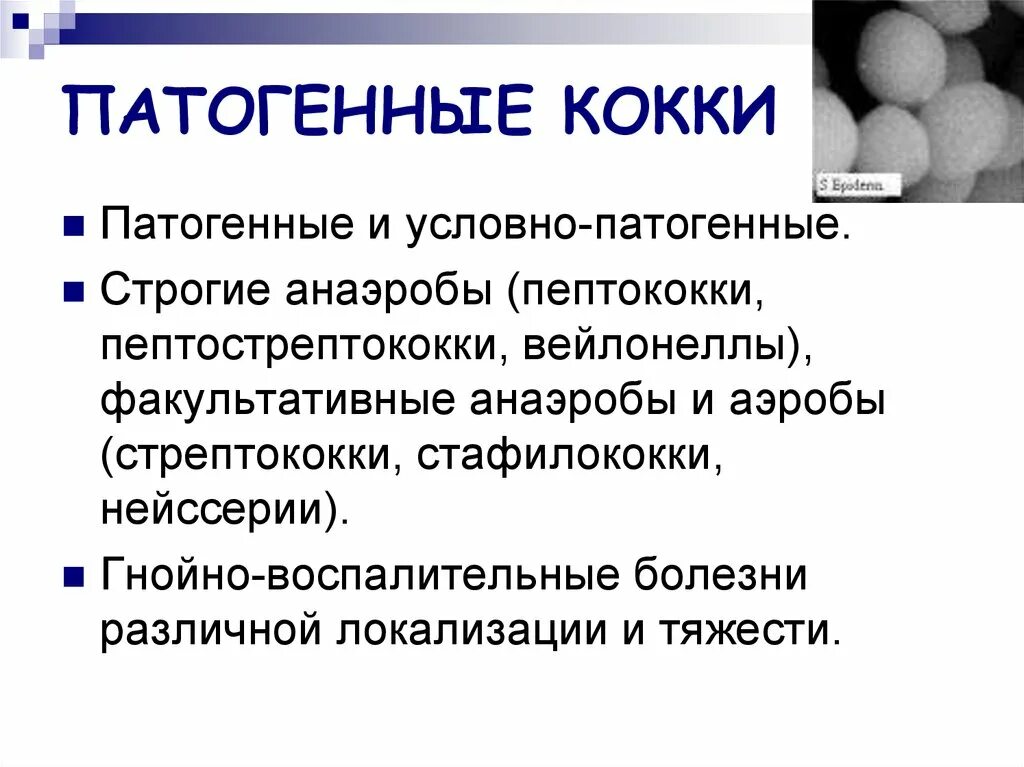 Патогенные и условно патогенные кокки. Патогенные и условно патогенные кокки таблица. Общая характеристика патогенных кокков. Патогенные кокки. Патогенные кокки.