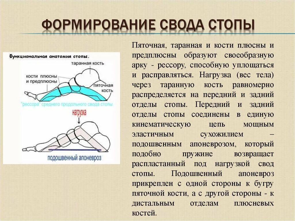 Своды образования 38. Свод стопы сбоку. Формирование поперечного свода стопы. Продольный свод стопы формирование. Медиальный свод стопы.