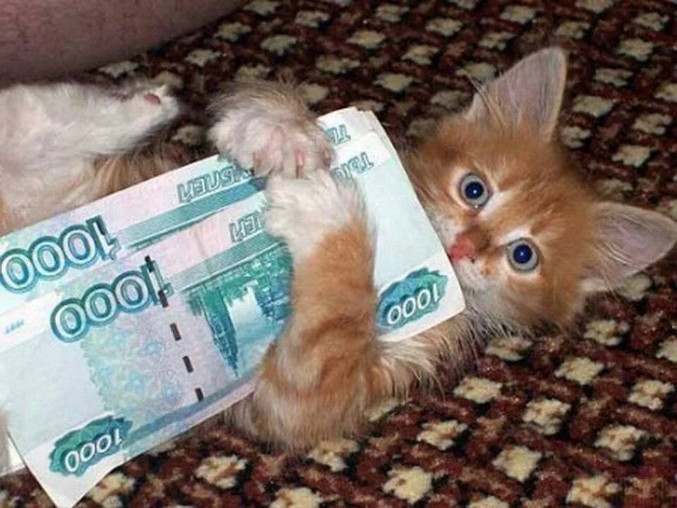 Котик с деньгами. Смешные картинки с котами. Котенок с денежкой. Открытки про зарплату. Когда можно давать деньги