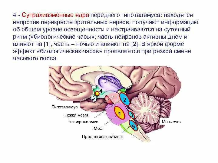 Анализ зрительных образов происходит в