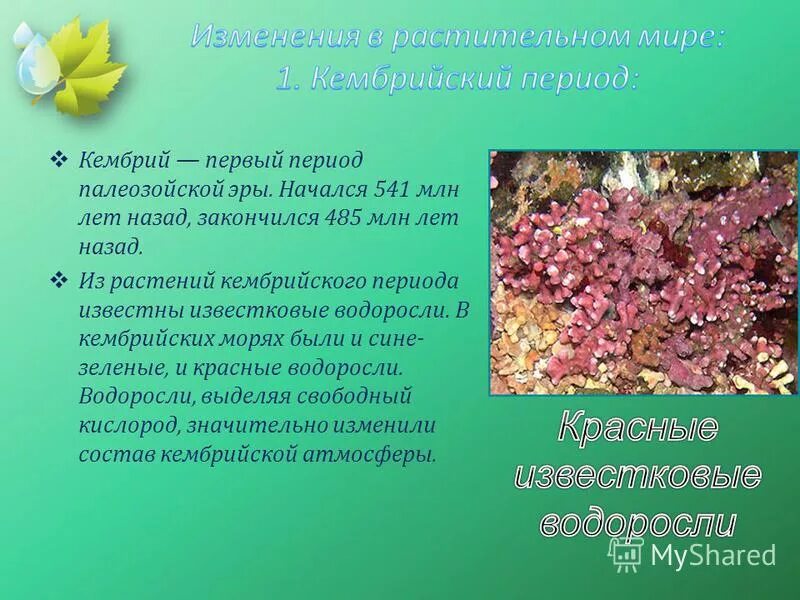 Кембрийский период растения. Буриан зденек палеозой. Эра ордовикский период кембрийский растительный мир. Палеозой эра. Протерозойская эра кембрий.