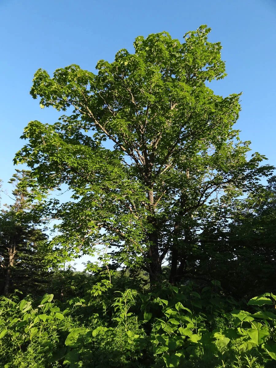 какие деревья приморского края