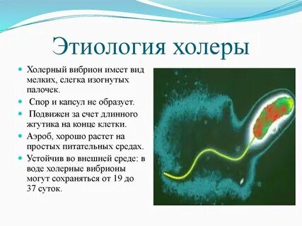 Известно что холерный вибрион вид подвижных