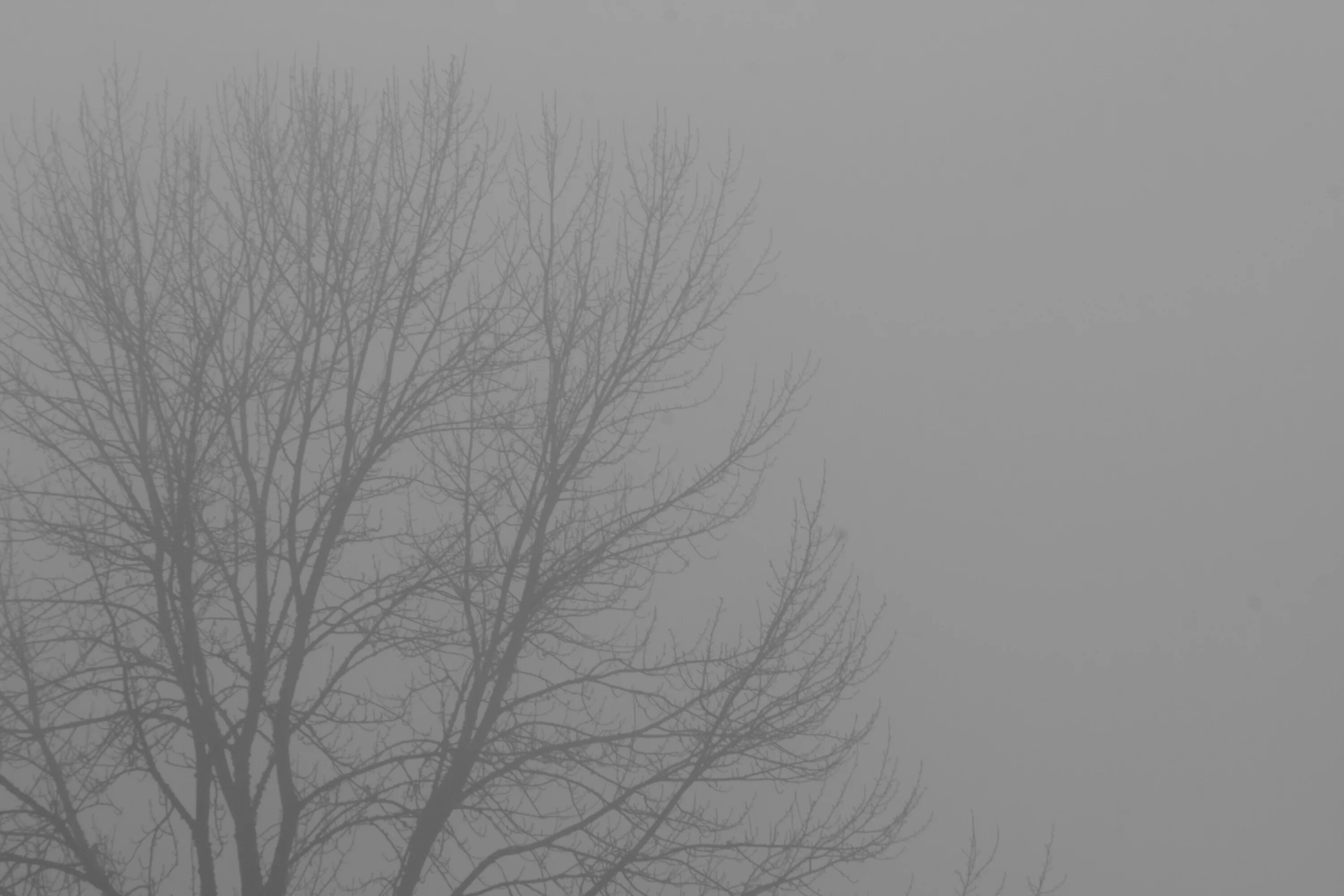 Ветвь туманного дерева. Серая мгла. Дуб мгла. Атмосферные однотонные картинки. Белая мгла атмосферное явление.