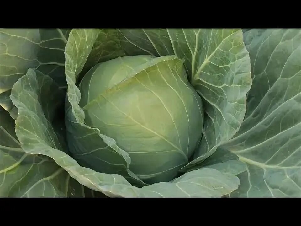 Капуста сорт тиара. Капуста сорт тиара