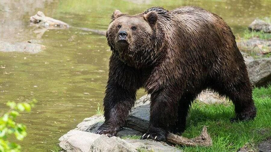 Бурый и Гималайский медведь. Гималайский медведь Хабаровский край. Медведь Дальневосточный Уссурийский. Бурый медведь Уссурийская Тайга.