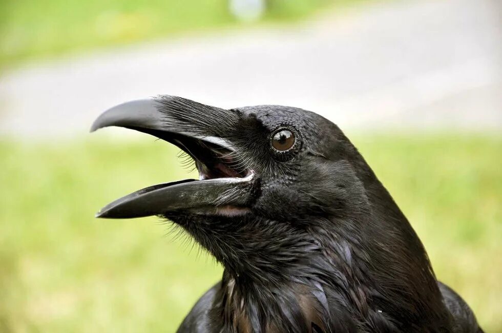 ворона каркает. кричащие вороны. кричащие вороны. новокаледонская ворона. ворона каркает.