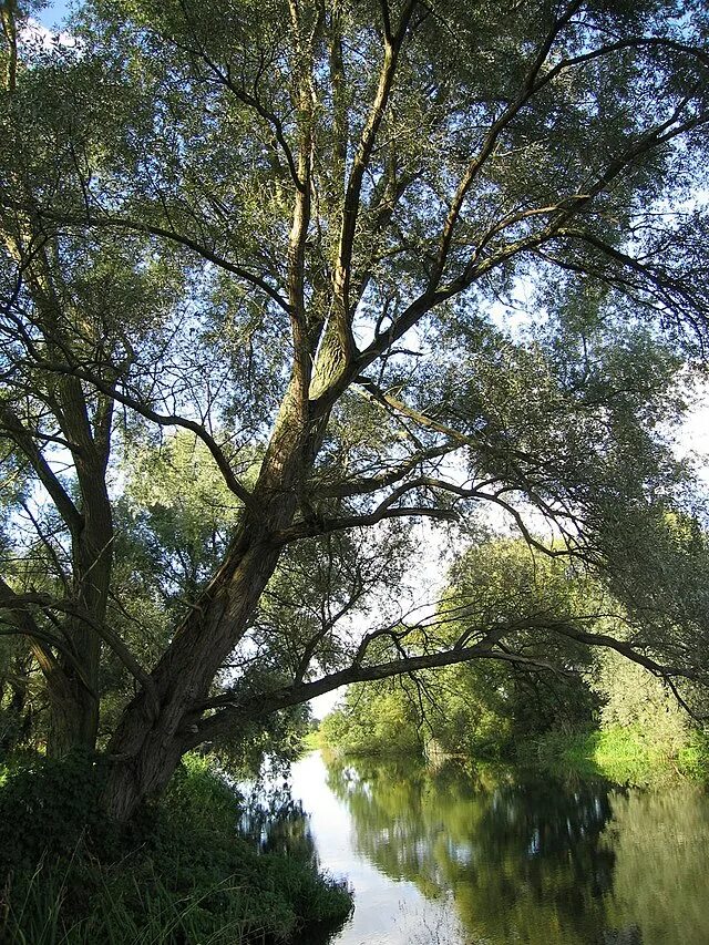 Salix alba ива плакучая. Ветла по другому 7. Ветла по другому 7. Ветла по другому 7. Ветла дерево.