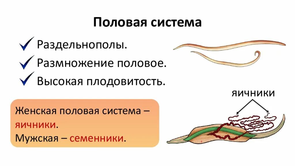 Система органов размножения круглых червей. Половая система и размножение круглых червей. Система органов круглых червей 7 класс биология. Тип круглые черви половая система.