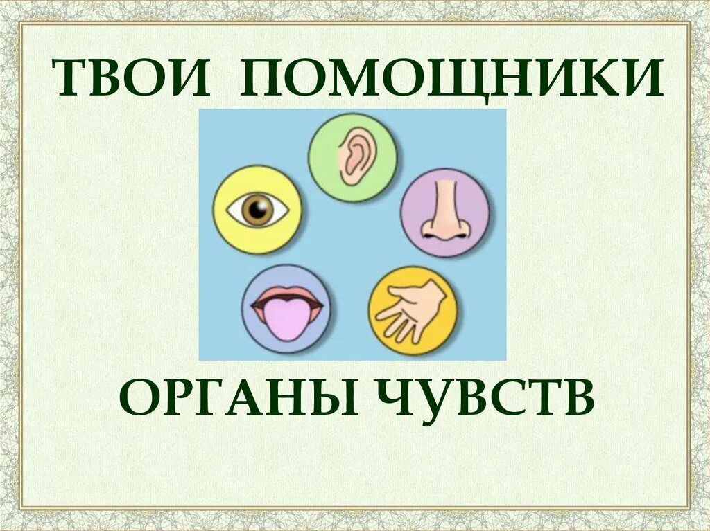 Органы чувств. Органы чувств задания. Задания по теме органы чувств. Органы чувств презентация. Твой помощник есть