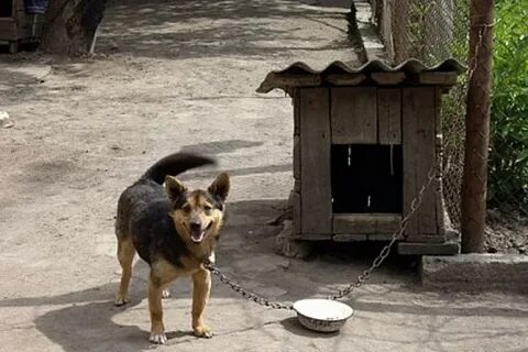 Можно держать щенят на улице