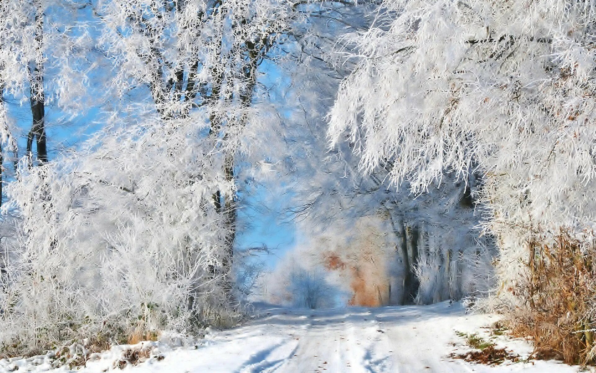 Зимний пейзаж. Красивая зима. Зимняя природа. Деревья в снегу. Январские сугробы