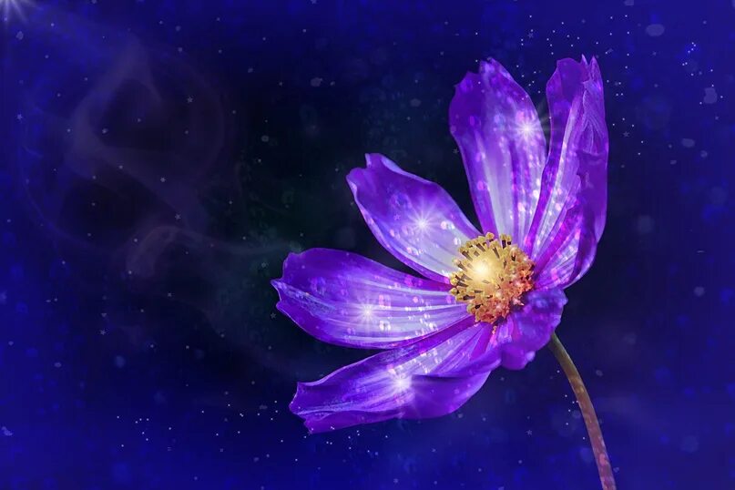 Цветы напоминающие звезды. Космические цветы. цветы фэнтези. растения в космосе. красивые космические цветы.
