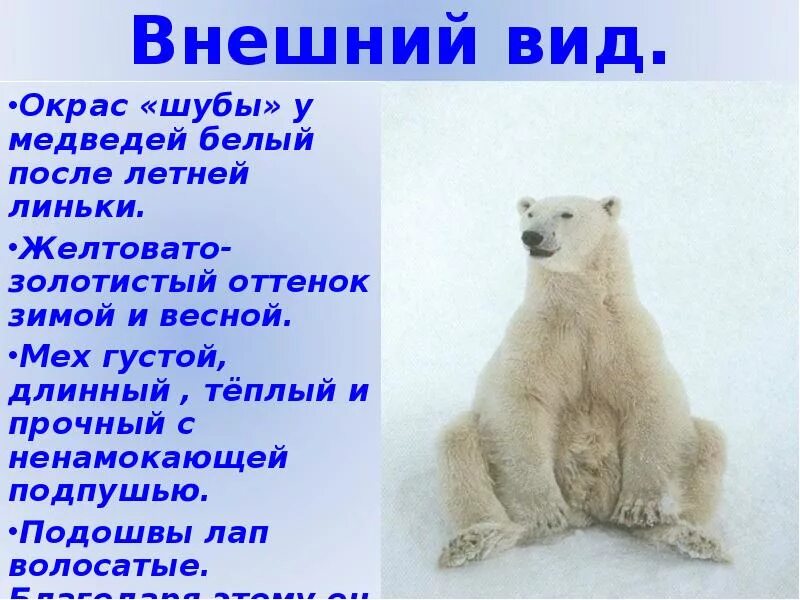 Текст белый медведь 4 класс. Белый медведь презентация. Белый медведьпрезитация. Доклад про полярного медведя. Внешний вид белого медведя.