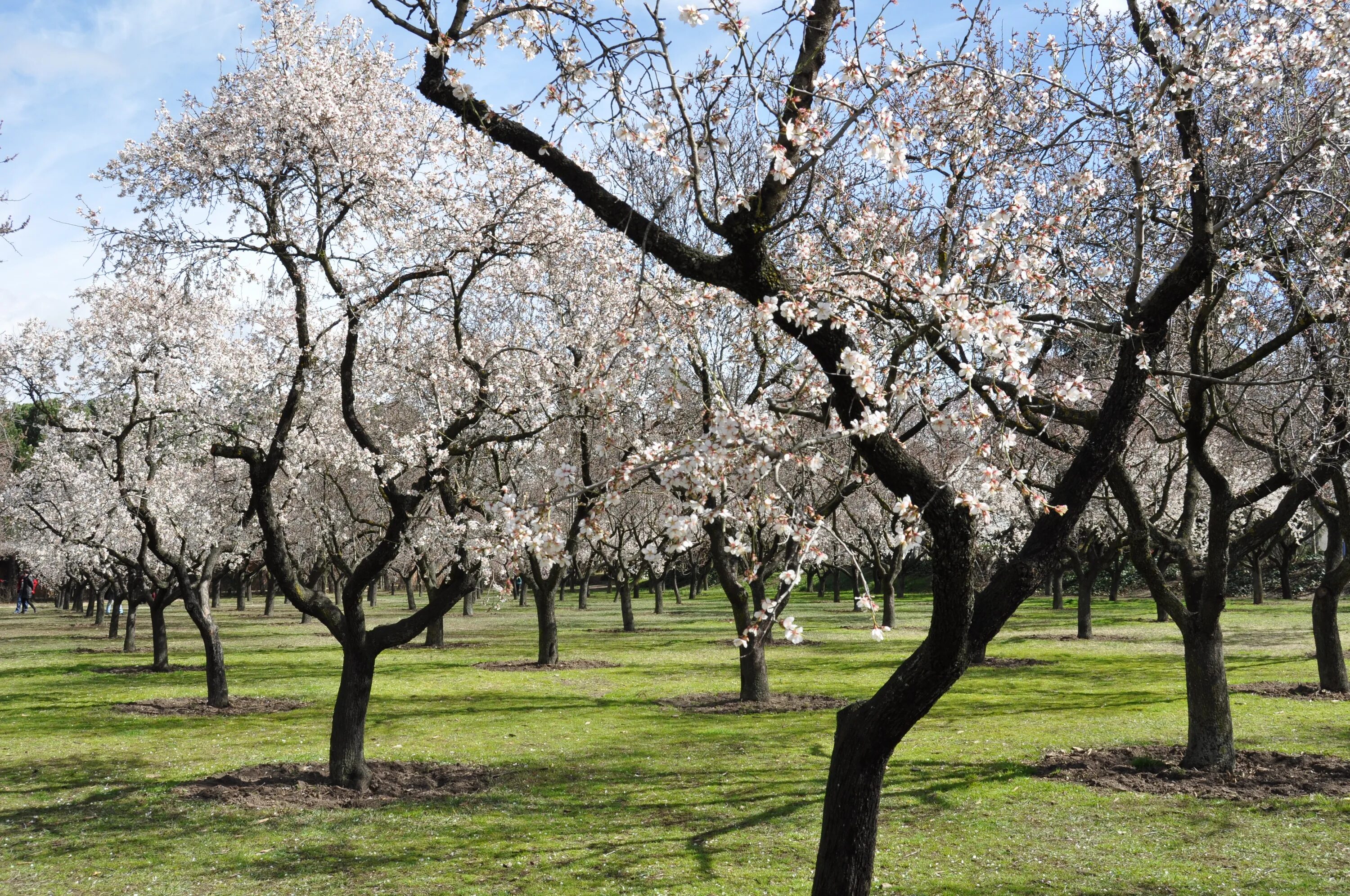 Сад цветущей вишни. Миндаль дерево Калифорния. Джалал Абад цветение миндаля. Весеннее дерево. Деревья весной.