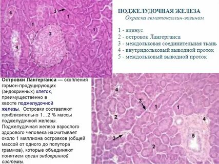 Поджелудочная ткань
