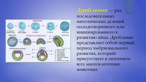 Индивидуальное развитие многоклеточных организмов