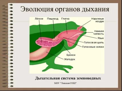 Процессе эволюции у земноводных впервые появилась