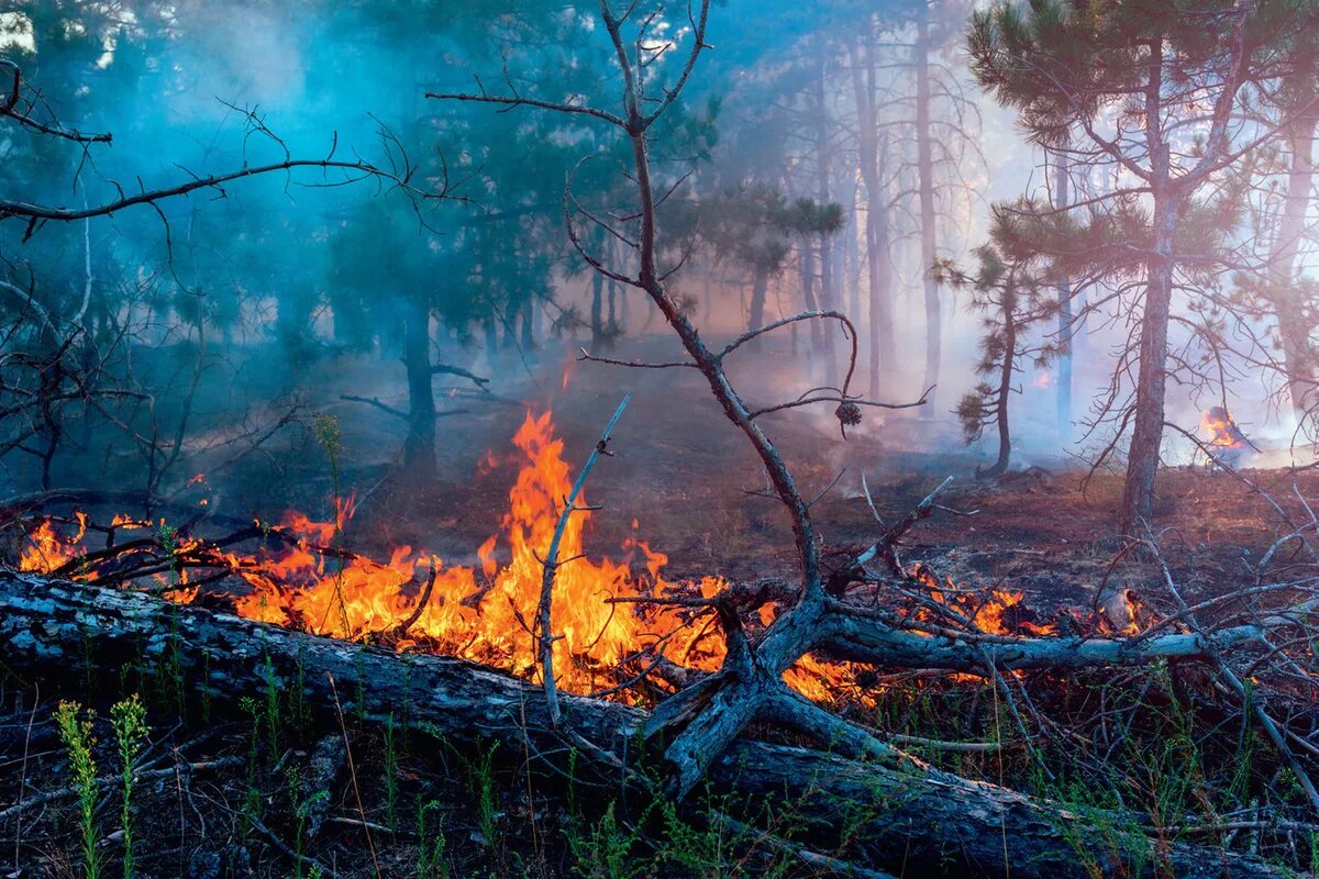 Пожар в лесу. Природные пожары. Горящий лес. Лес в огне.