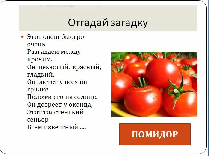 Помидоры помидоры песня сектор газа. Загадка про помидор. Загадка про помидор для детей. Загадка про томат для детей. Стих про помидор.