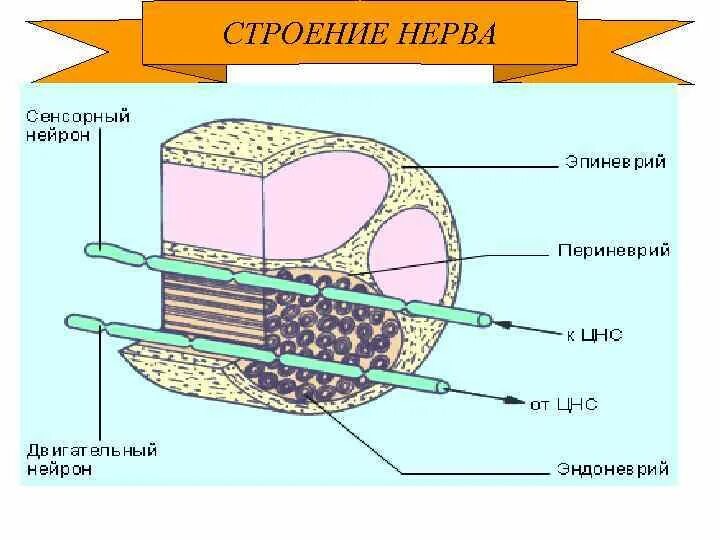 Строение нерва. Нервы строение. Строение нерва рисунок. Структура нерва. Внутреннее строение нерва